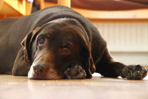 Labrador Brown Chocolate Dog Retriever