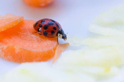 Ladybug Close Up Beetle Insect Hell Macro