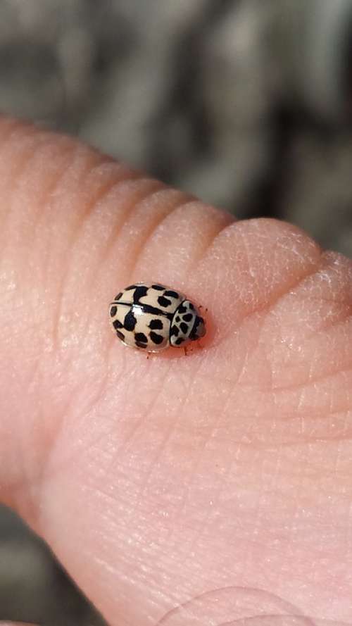 Ladybug Nature Forest Insect