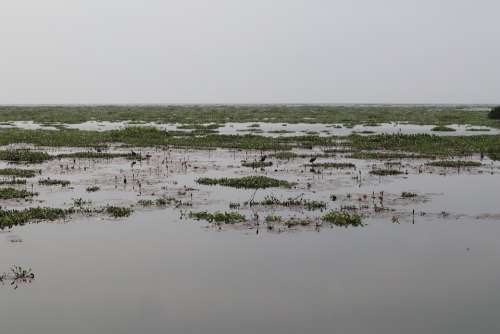 Lake Water Plants Kerala Backwater
