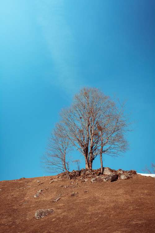 Landscape Meadow Tree Spring Sky Nature