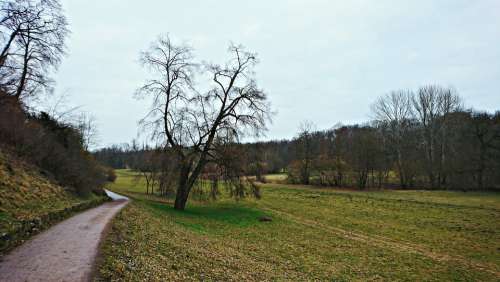 Landscape Tree Trail Manicuring