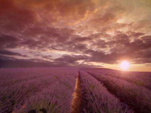 Landscape Sunset Lavender Field Field Lavender