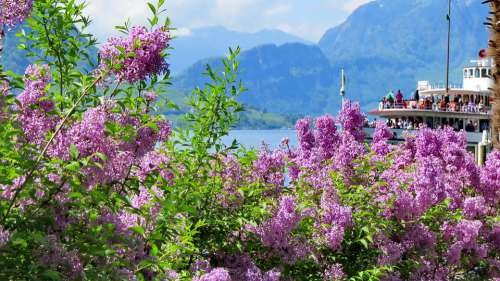 Landscape Nature Switzerland Spring Lake