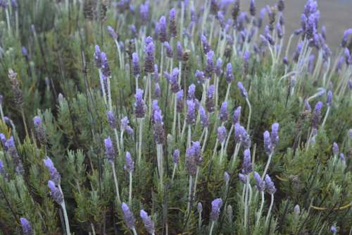 Lavender Nature Purple Aromatic