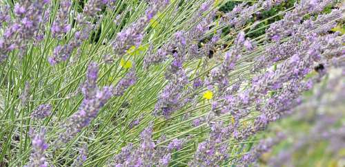 Lavender France Burgundy Purple Nature Plant