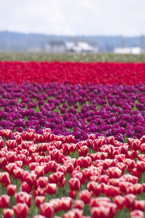 Layers Tulips Spring Life Colors Planted Bloom