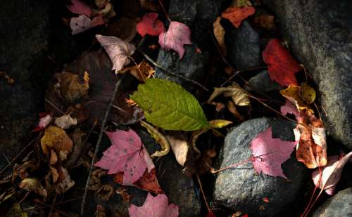 Leaf Leaves Autumn Red Colour Season Stream