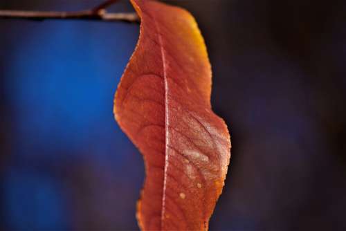 Leaf Orange Blur Leaves Autumn Nature Colorful