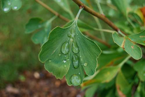 Leaf Green Ginkgo Environment Water Drip