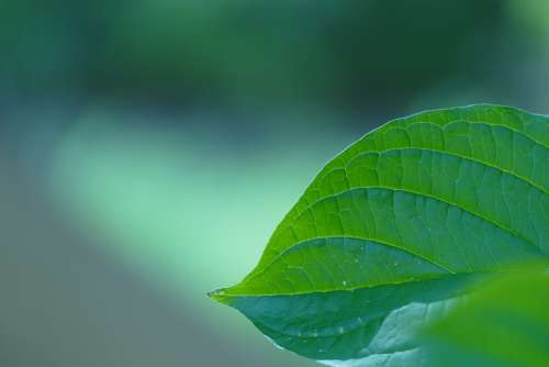 Leaf Nature Green Plant Background Spring Summer