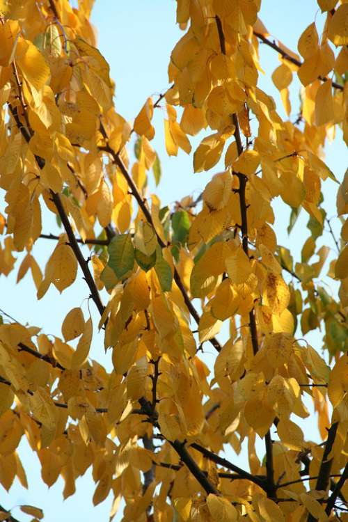 Leaves Autumn Tree Trees Forest Nature Colorful