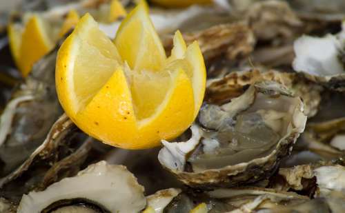 Lemon Oysters Shells Oyster