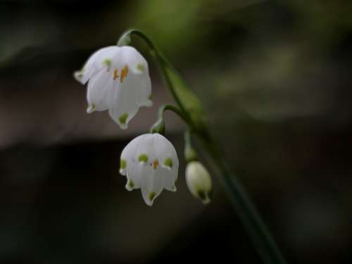 Lenteklokje White Glimpse Stamens Leucanthemum