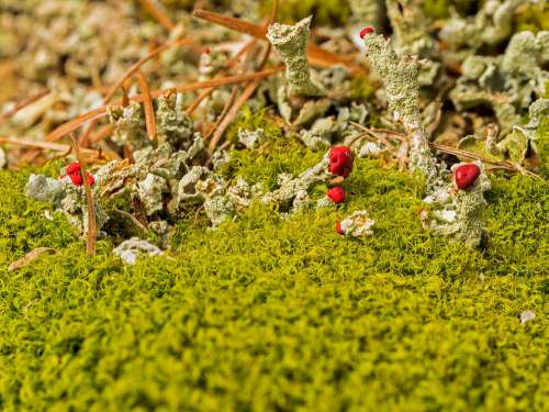 Lichen Pillar Lichen Rotfrüchtige Pillar Lichen Moss