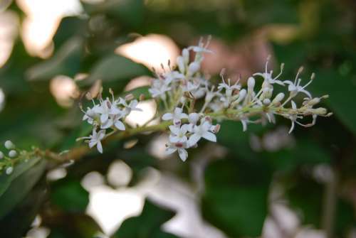 Ligustrum Japonicum Flower Bonsai