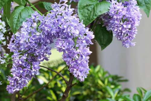 Lilac Spring Bloom Nature Flowers Congratulation