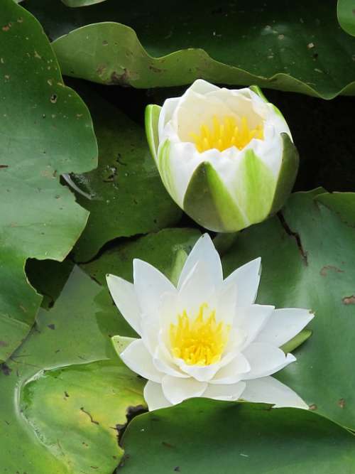 Lily White Lily Water Lily Lily Pond Flowering