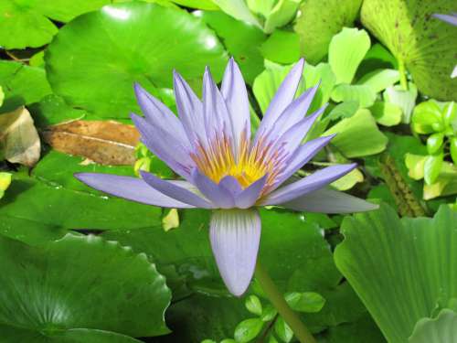 Lily Lilac Lily Water Lily Lily Pond Flowering