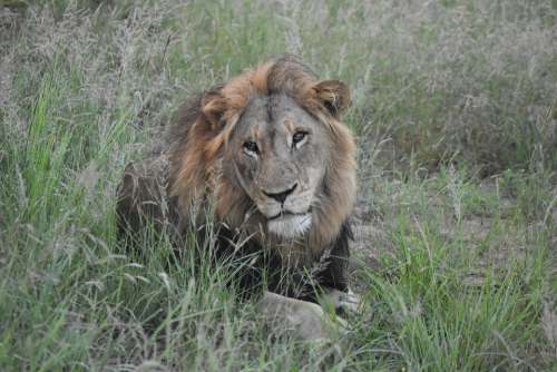 Lion Safari Africa Wildlife Animal Predator Cat