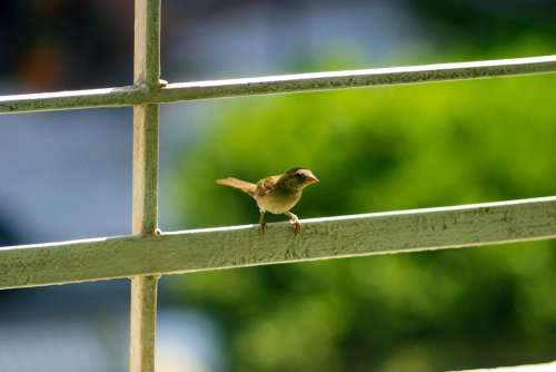 Little Bird Curious Standing Guardrail Veranda