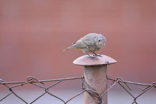 Little Bird Fence Redbreast