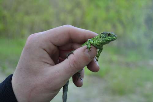 Lizard Nature Reptile Creature Green Dragon