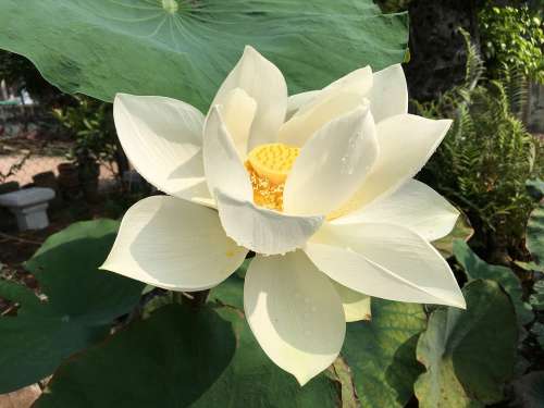 Lotus White Flower Pond Blossom Bloom Water Lily