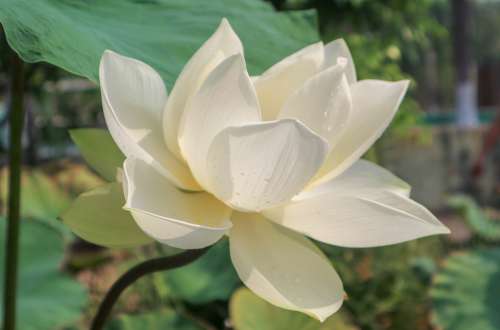 Lotus Cute Plant Fresh Curve White Line Green