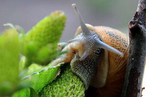 Macro Snail Green Invertebrates Mucus Strawberry