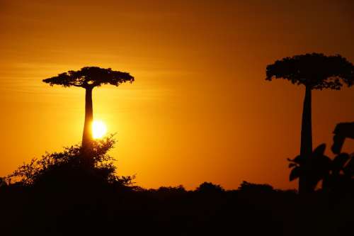 Madagascar Baobab Tree Trunk Africa Nature Sky