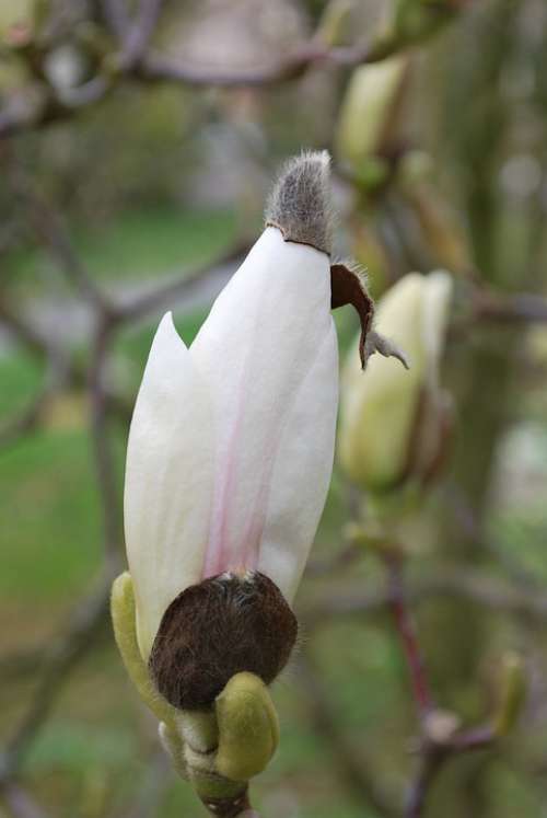 Magnolia Bud Blossom Bloom Frühlingsblüher Nature