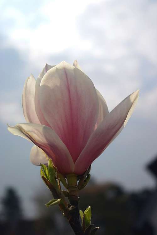 Magnolia Blossom Bloom Spring Pink