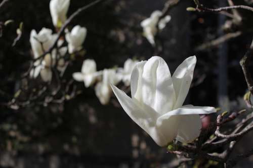 Magnolia White Flower Spring Nature Botany