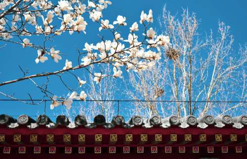 Magnolia Ancient Architecture Eaves China Spring