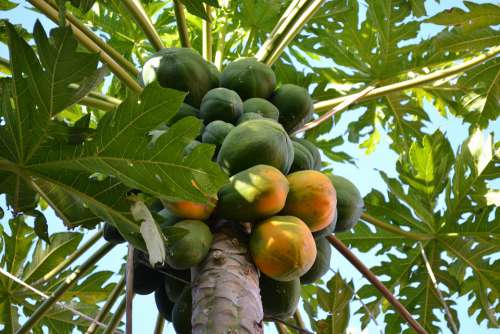 Mango Tree Fruit Leaves Green Food Branches