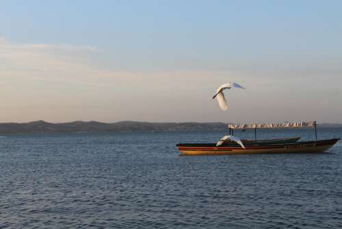 Mar Paige Seagull Water Flight Sky Freedom Beach