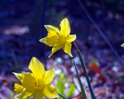 March Daffodils Garden Bloom Plant Flowers Blossom