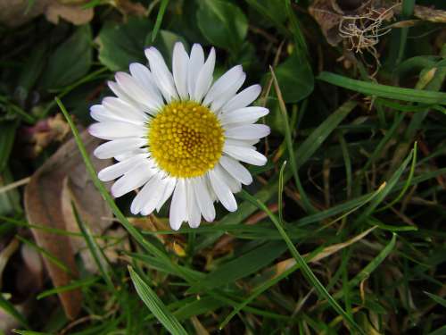 Marie Flower Daisy Small Blossom Bloom White Joy