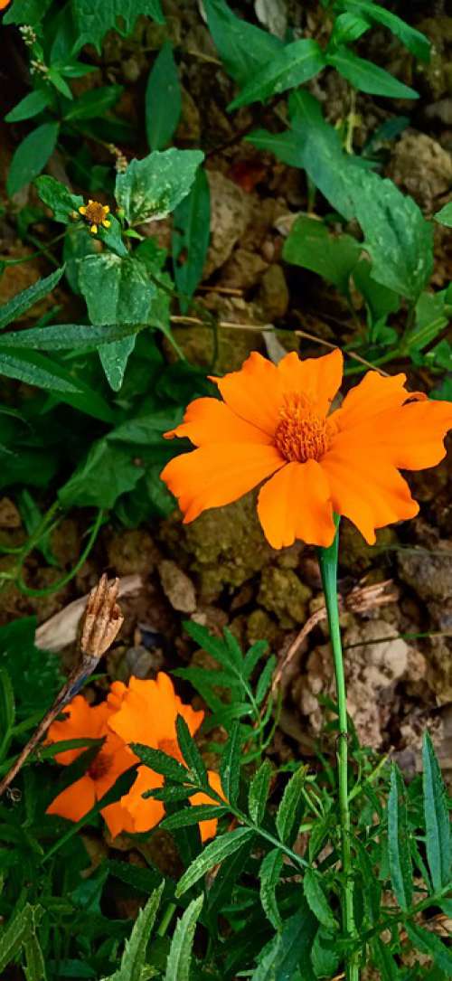 Marigold Natural Flower Nature Rose