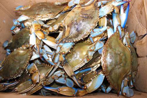Maryland Blue Crab Chesapeake Bay