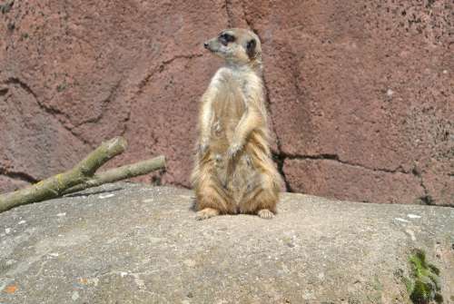 Meerkat Mammal Zoo Animal