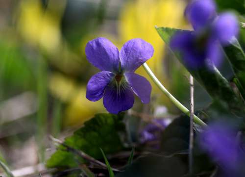 Micsunea Flower Blue Spring Small Coloring Violet