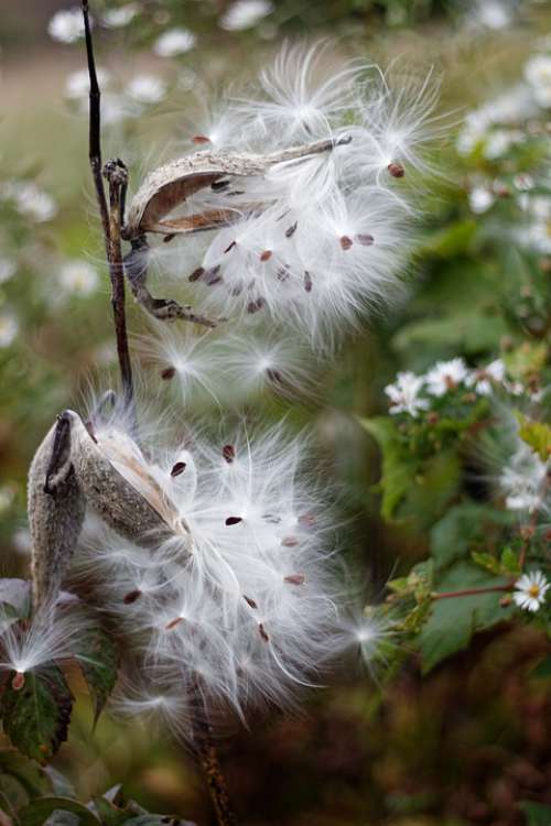 Milkweed Seeds Plants Pod