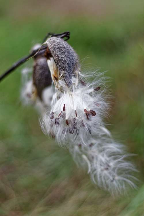 Milkweed Pods Silky Beard