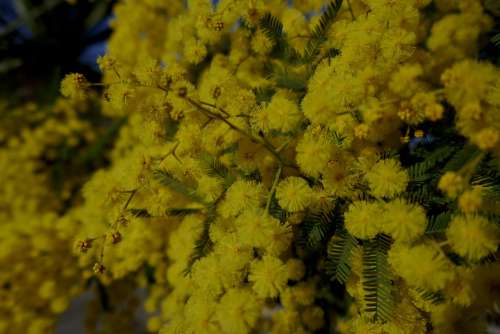 Mimosa Mimosa Woman Yellow Flower Spring Bloom
