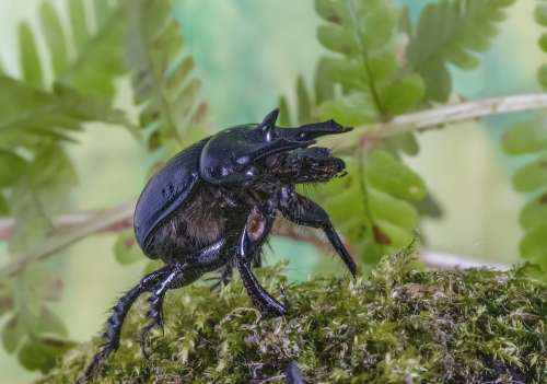 Minotaur-Beetle Bug Legs Insect Nature Wildlife