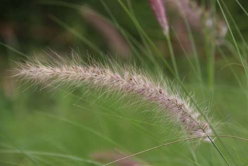 Miscanthus Wilderness Riverside Grass