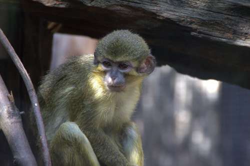 Monkey Zoo Animal Animal World Mammal Nature