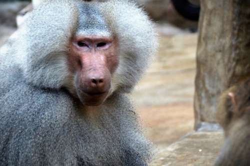 Monkey Baboon Animal Zoo Primate Male